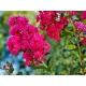 LAGERSTROEMIA na pniu Różowa bez południa - sadzonki 100 / 120 cm