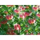 WICIOKRZEW JAPOŃSKI Red World - sadzonki 20 / 30 cm