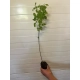 Lespedeza miododajna fioletowa - sadzonki 10 / 20 cm