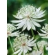 JARZMIANKA Diamonds White - sadzonki 10 / 15 cm