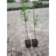 MORWA czarna witamina życia - sadzonki 80 / 100 cm