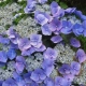HORTENSJA ogrodowa niebieska Blaumeise - sadzonki 10 / 15 cm