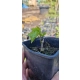 WINOGRON szczepiony Pakiet 12 kolorów mróz -30c - sadzonki 20 / 40 cm