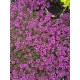 MACIERZANKA fioletowa Coccineus - sadzonki 5 / 10 cm