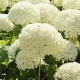 HORTENSJA ANABELLE na pniu - sadzonki 70 / 80 cm