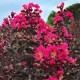 LAGERSTROEMIA RÓŻOWA czerwony liść - sadzonki 50 / 70 cm