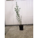 PRUSZNIK Fioletowy - sadzonki 40 / 50 cm