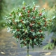 OSTROKRZEW ALASKA na pniu - sadzonki 130 / 160 cm