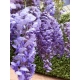 GLICYNIA WISTERIA szczepiona fioletowo - niebieska - sadzonki 120 / 150 cm