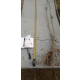ZŁOTOKAP ZWYCZAJNY złoto w ogrodzie - sadzonki 150 / 170 cm
