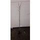 ŚWIDOŚLIWA szczepiona na pniu - sadzonki 100 / 120 cm