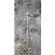 KASZTANOWIEC ZWYCZAJNY - sadzonki 50 / 80 cm
