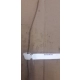 KORKOWIEC AMURSKI miododajny - sadzonki 60 / 80 cm