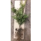 BUKSZPAN żywopłot - sadzonki 50 / 70 cm