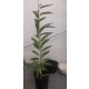 KASZTANOWIEC jadalny szczepiony - sadzonki 120 / 150 cm