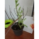 PEROVSKIA BARDZO PACHNIE MIODODAJNE - sadzonki 5 / 10 cm