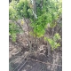 TRZMIELINA na pniu zielono-kremowa - sadzonki 100 / 120 cm