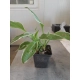 FUNKIA HOSTA - sadzonki 10 / 20 cm