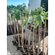 CATALPA KATALPA PURPUROWA na pniu kulista szczepiona - sadzonki 120 / 150 cm