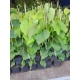 KOKORNAK pnącze ARISTOLOCHIA MACROPHYLLA odporna na mróz - sadzonki 80 / 100 cm