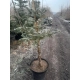 ŚWIERK SREBRNY NA PNIU - sadzonki 100 / 120 cm