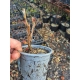 LAGERSTROEMIA bez południa czerwona SADZONKA 2 LETNIA PRZYCIĘTA - sadzonki 30 / 40 cm