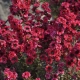 MANUKA Leptospermum scoparium Red Damask miododajne lecznicze - sadzonki 5 / 10 cm