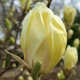 MAGNOLIA szczepiona ŻÓŁTA YELLOW - sadzonki 130 / 160 cm