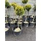 BONSAI Cyprysik Lawsona Ivonne na pniu kulisty - sadzonki 90 / 120 cm