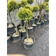BONSAI Cyprysik Lawsona Ivonne na pniu kulisty - sadzonki 90 / 120 cm