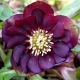 CIEMIERNIK Double Ellen Purple - sadzonki 10 / 15 cm