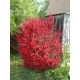 MANUKA Leptospermum scoparium Red Damask miododajne lecznicze - sadzonki 5 / 10 cm