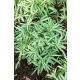 BAMBUS varegiatus - sadzonki 10 / 20 cm