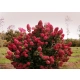 HORTENSJA bukietowa czerwona Wims Red - sadzonki 20 / 30 cm