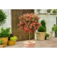 KUFLIK na pniu długo kwitnący sadzonka - 90 / 120 cm
