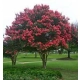 LAGERSTROEMIA na pniu Różowa bez południa - sadzonki 100 / 120 cm