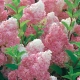 HORTENSJA bukietowa Vanille Fraise - sadzonki 20 / 30 cm