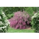 Lespedeza miododajna fioletowa - sadzonki 10 / 20 cm