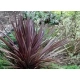 KORDYLINA AUSTRALIJSKA Red Sensation - sadzonki 20 / 30 cm