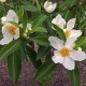GORDLINIA wielkokwiatowa - sadzonki 80 / 100 cm