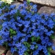 LITODORA Heavenly Blue - sadzonki 5 / 10 cm
