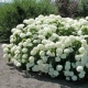 HORTENSJA ANABELLE na pniu - sadzonki 70 / 80 cm
