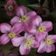 CLEMATIS POWOJNIK GÓRSKI różowy - sadzonki 10 / 20 cm