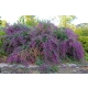 Lespedeza miododajna fioletowa - sadzonki 10 / 20 cm
