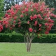 LAGERSTROEMIA na pniu Różowa bez południa - sadzonki 100 / 120 cm