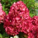 HORTENSJA bukietowa Diamant Rouge - sadzonki 20 / 30 cm