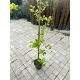LAGERSTROEMIA jasnoróżowa bez południa - sadzonki 100 / 130 cm