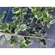 OSTROKRZEW ARGENTEA MARGINATA na pniu 120 / 150 cm