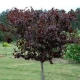 JUDASZOWIEC KANADYJSKI Merlot SZCZEPIONY - sadzonki 80 / 100 cm