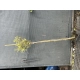 KRZEWUSZKA WEIGELA na pniu z DWUKOLOROWYM LIŚCIEM - sadzonki 100 / 120 cm